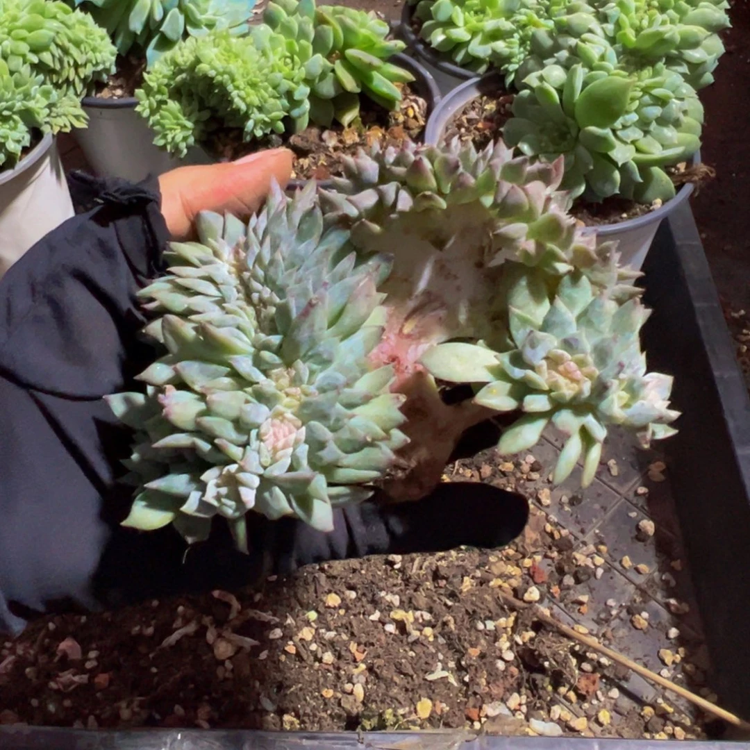 水蜜桃冰魄缀微瑕