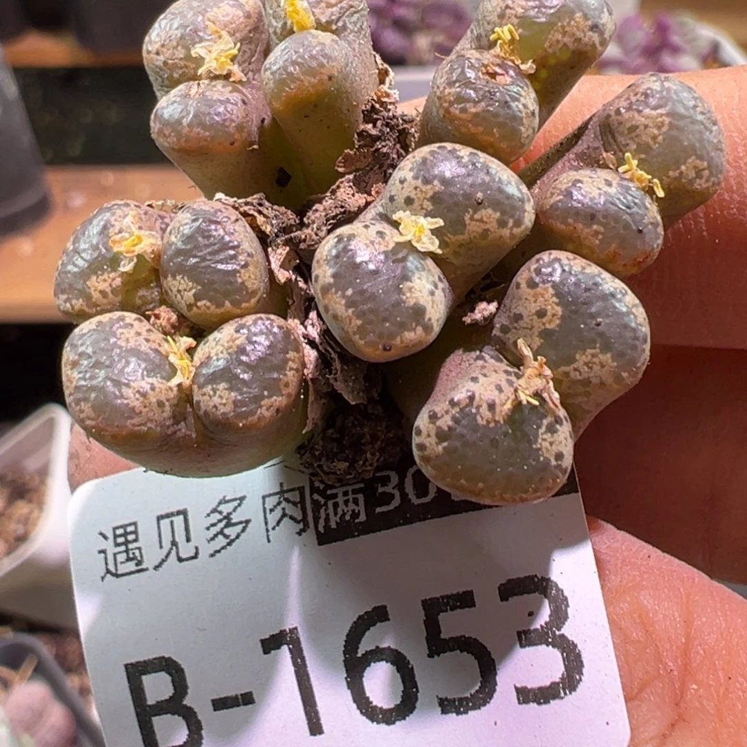 多肉植物1111111111111