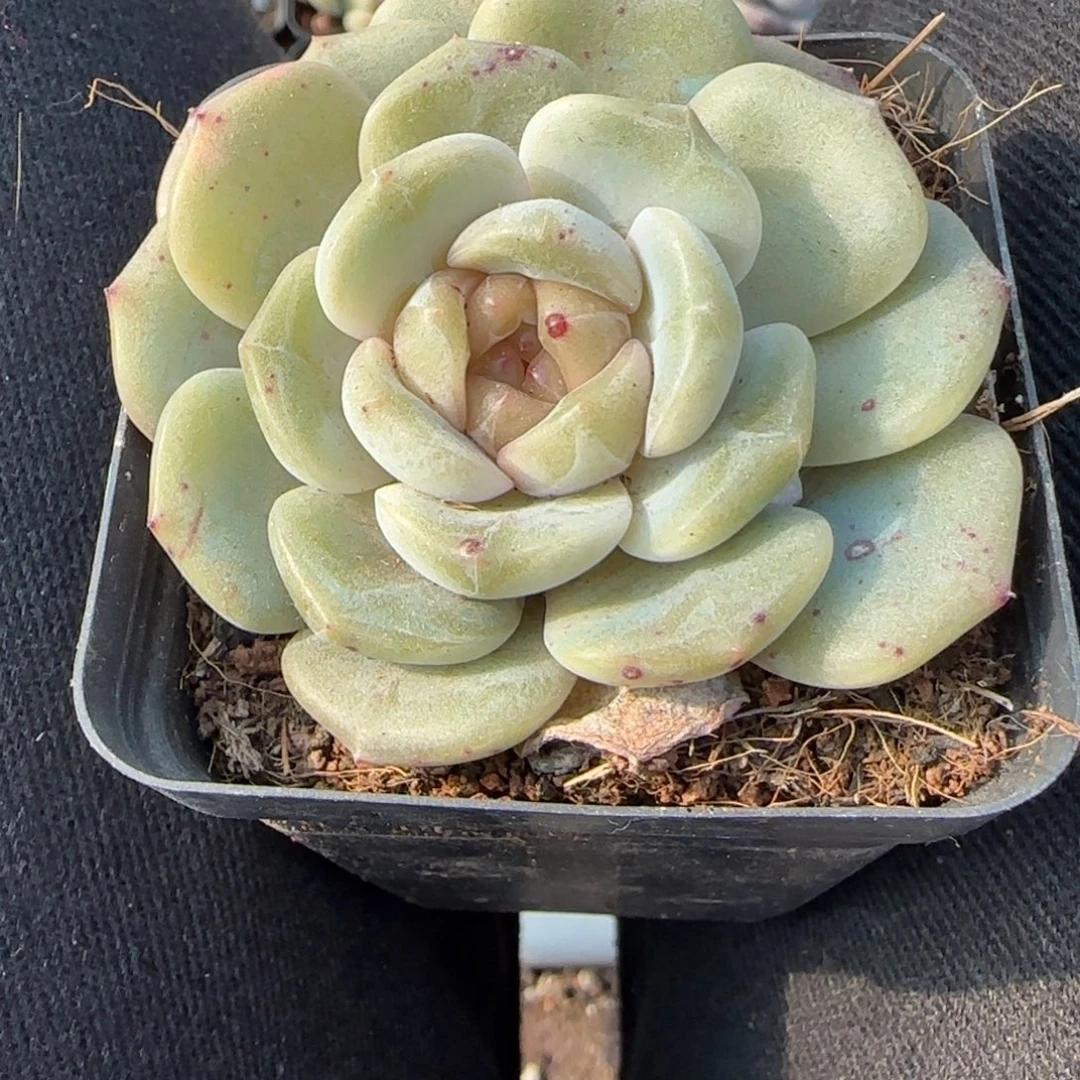 多肉小卡拉米糖心一物一拍