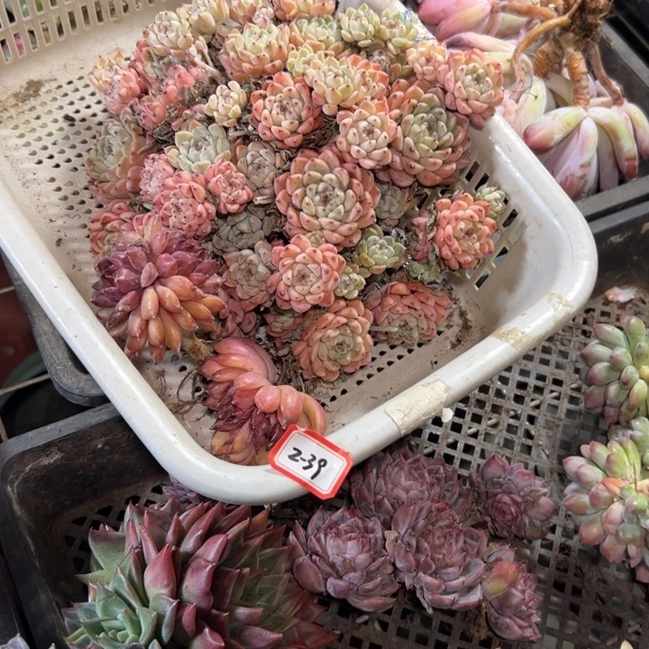 靓***姐精品多肉植物老桩