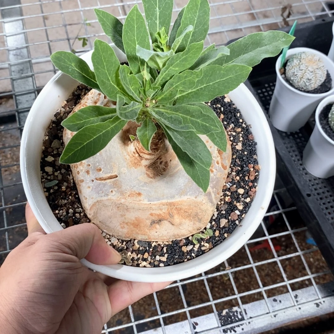 龙卵窟多肉植物一个