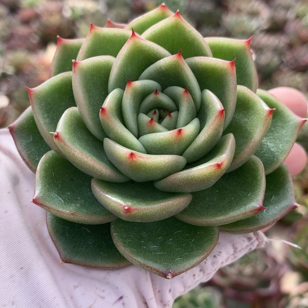 无花朵269 号东云系多肉植物