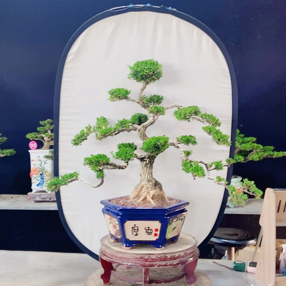 当前无花朵，栽培后可花朵