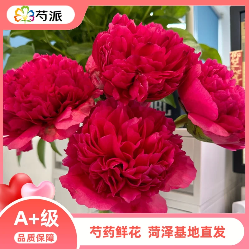 【御前表演】重瓣芍药鲜切花 芍药花束 母亲节鲜花 山东菏泽大芍药