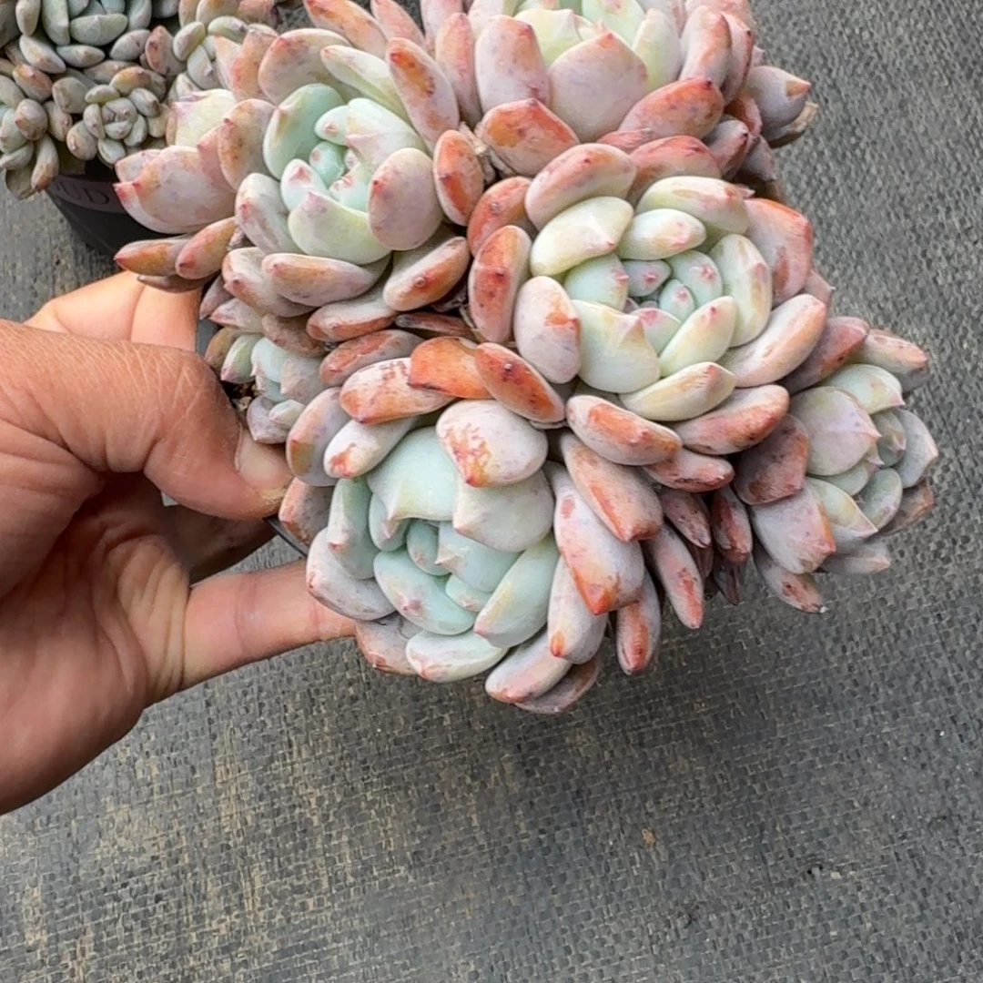 辰***熙群生橙子，专拍链接