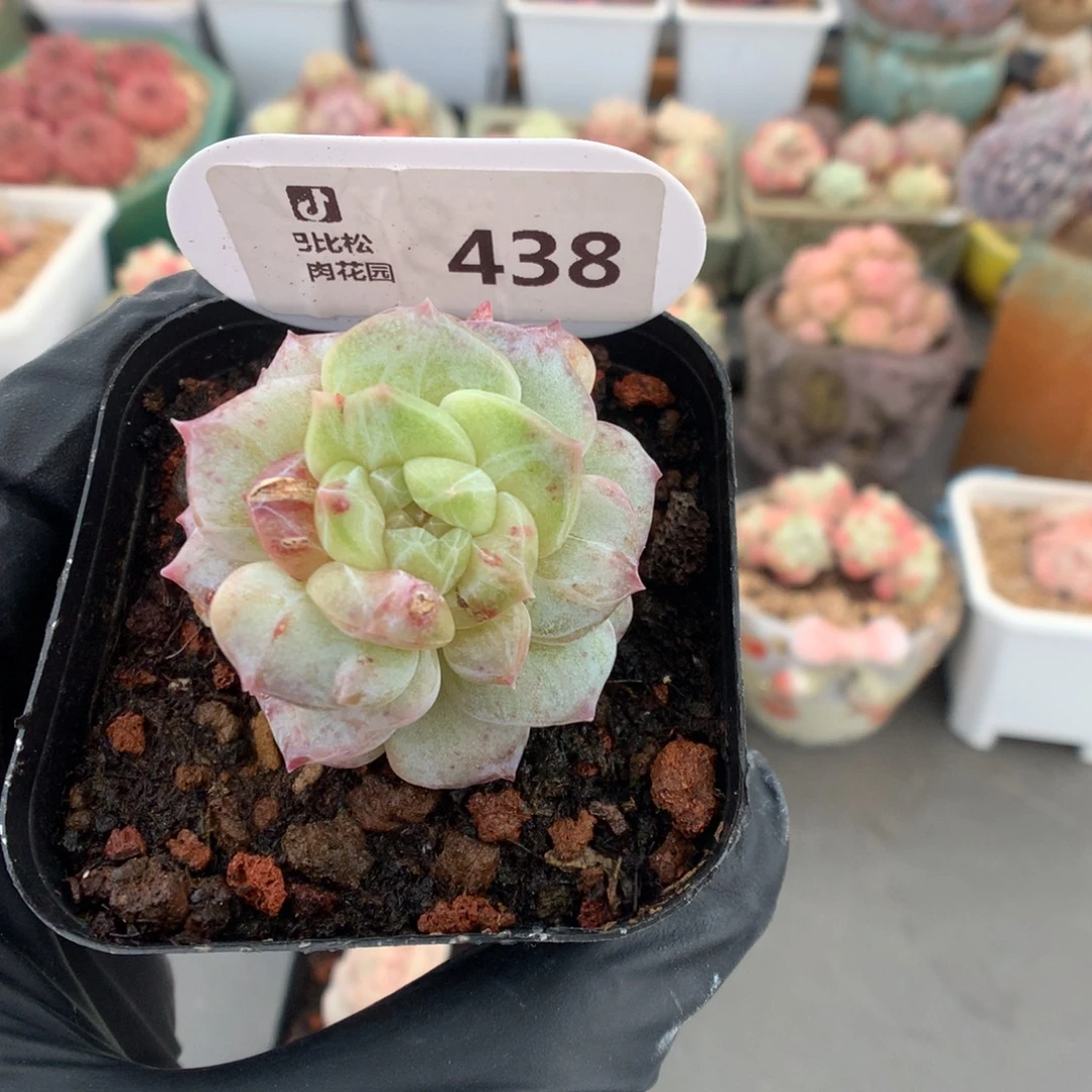 438 冰魄石化多肉多肉