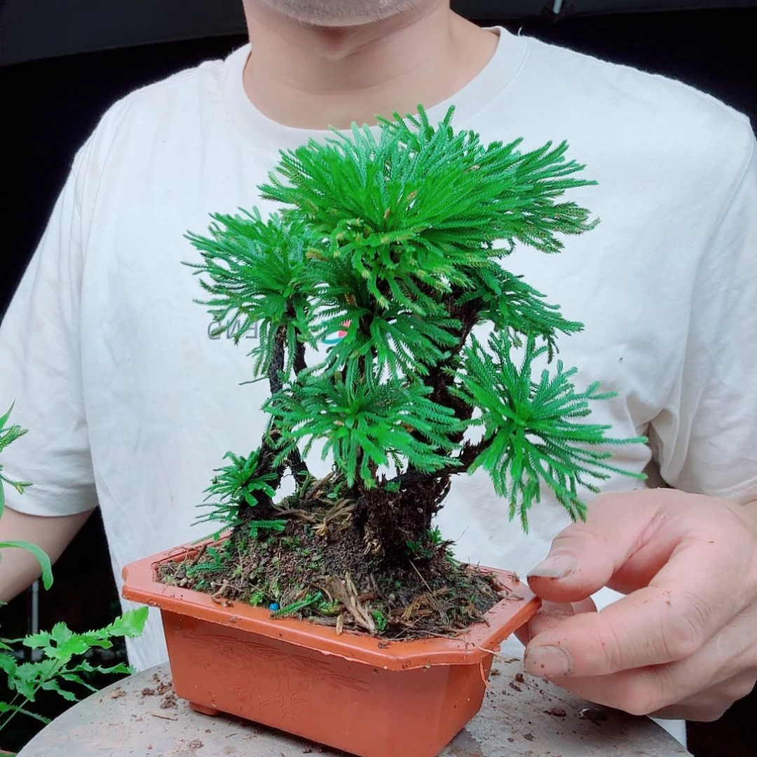 无花朵卷柏一物一拍2