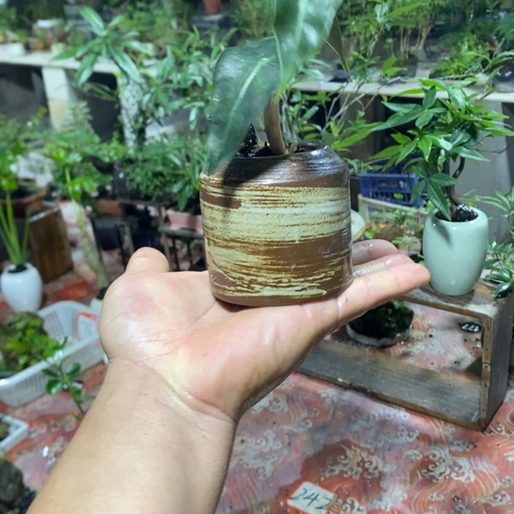 橘***子完全开放退款拉黑一物一拍29