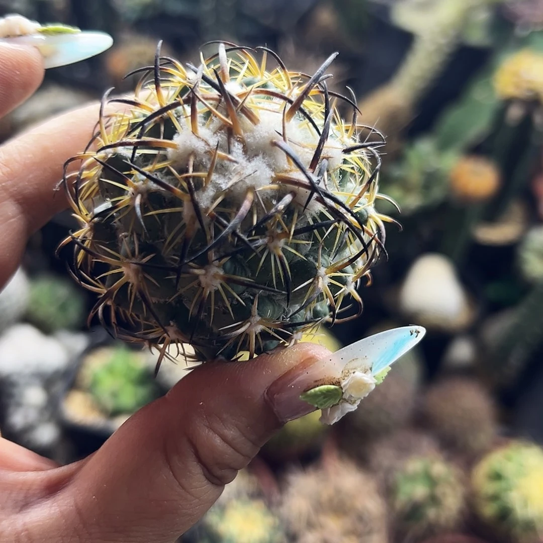 高绒钢钉仙人球111111111