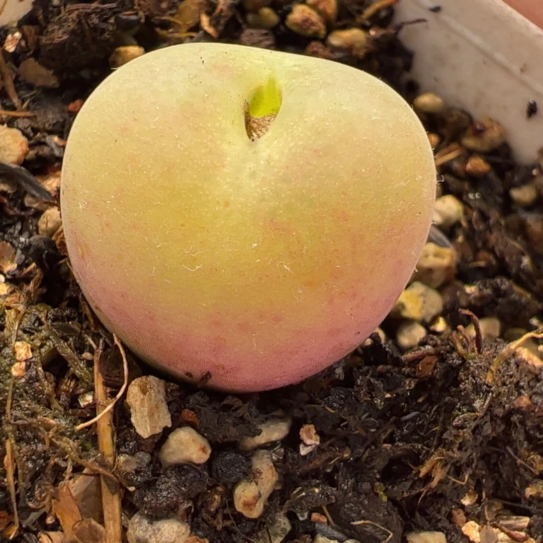 452多肉植物百科