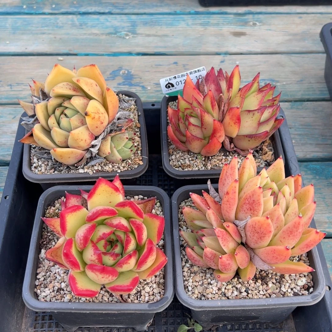 从前慢多肉精选编号0120.10