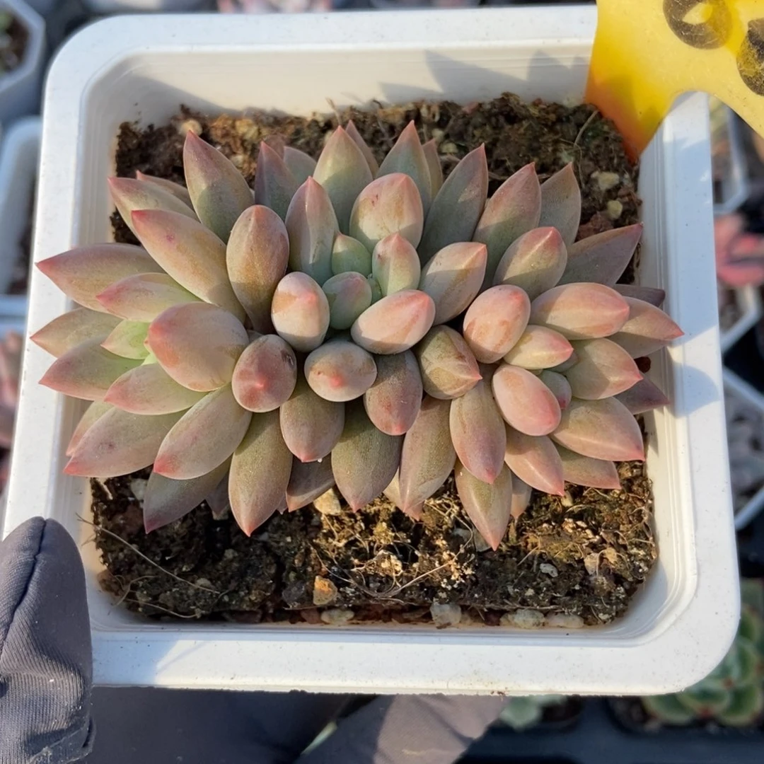 3160车厘子多肉植物多肉