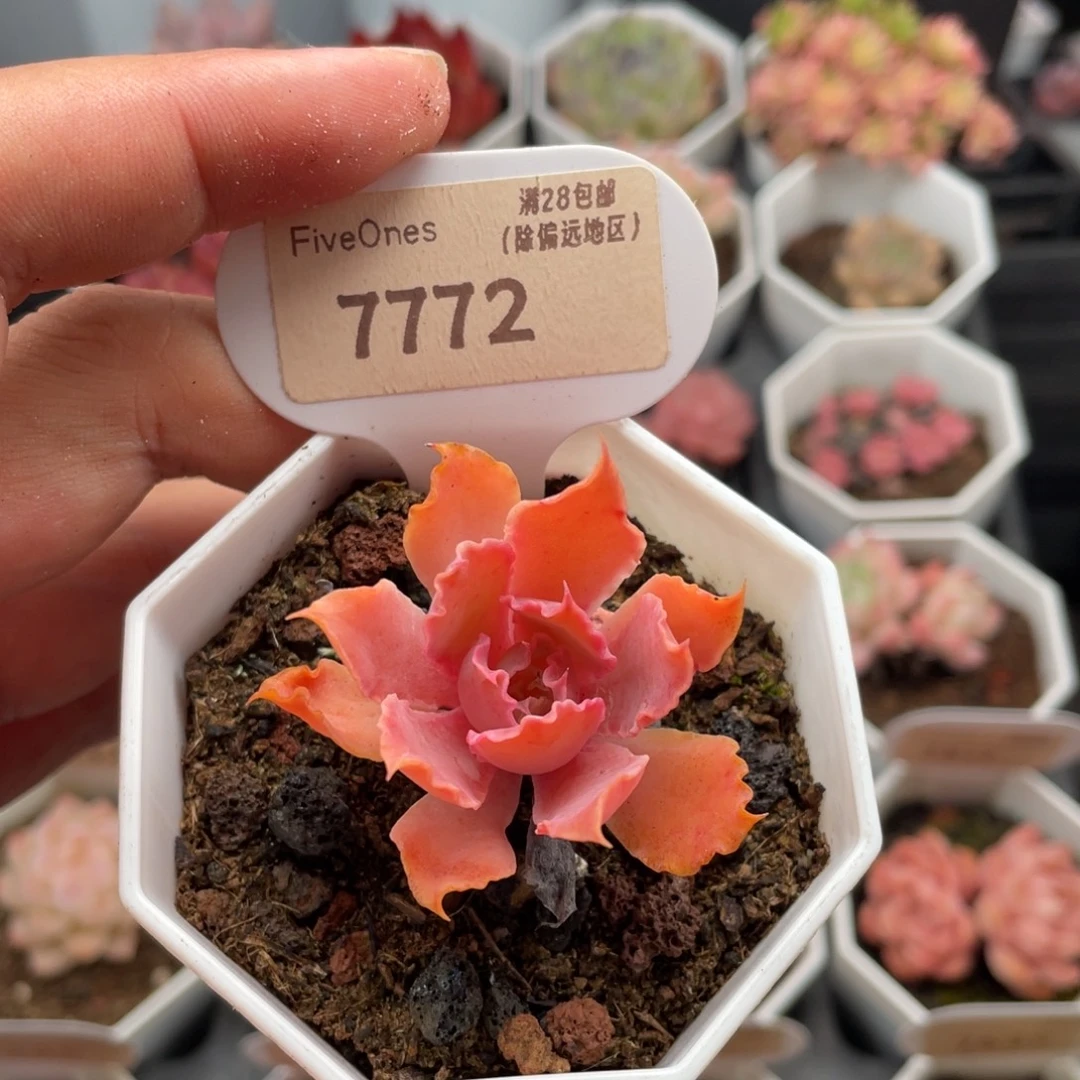 晚霞之舞7772-4.5厘米