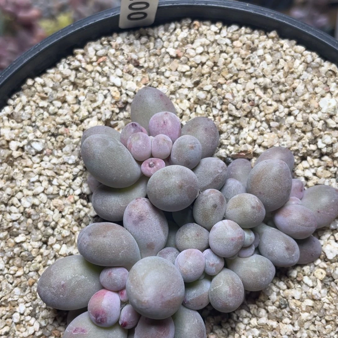 桃花奶酪多肉植物