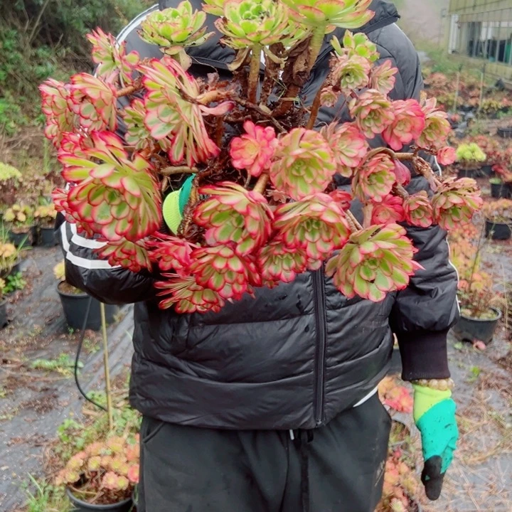 三颗法师砍头苗不售后多肉法师