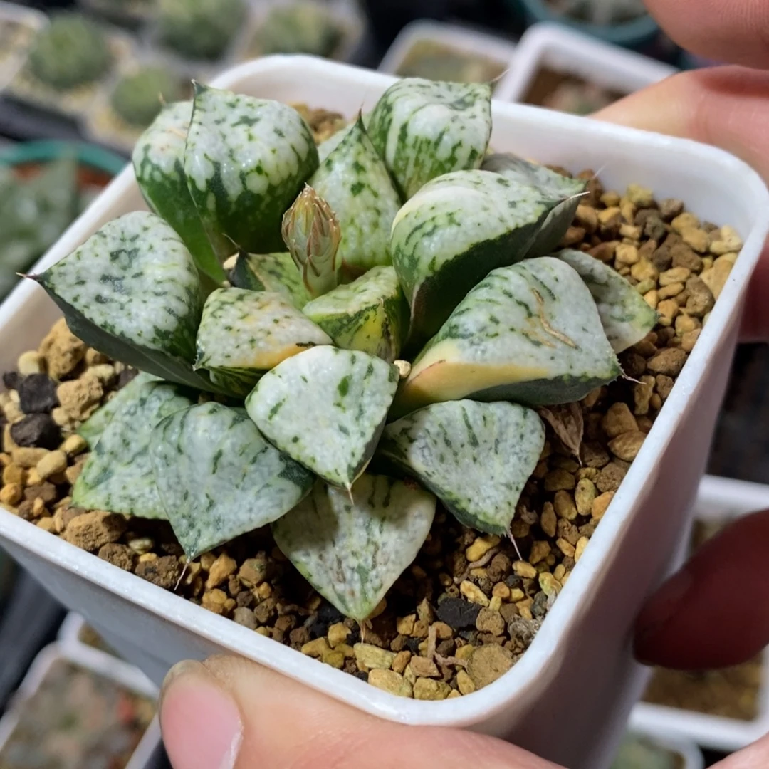 一颗潘多拉魔盒锦