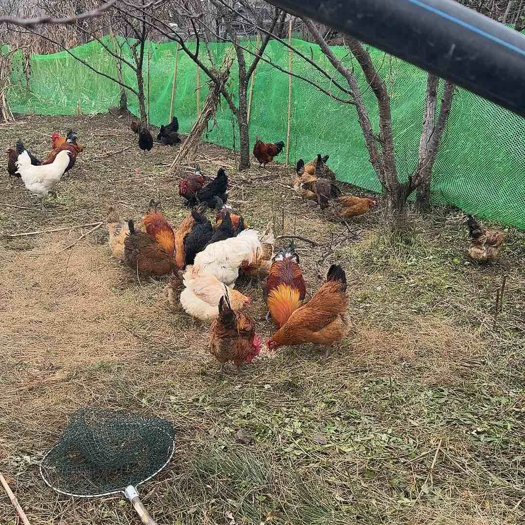 土鸡中国大陆贵州土鸡