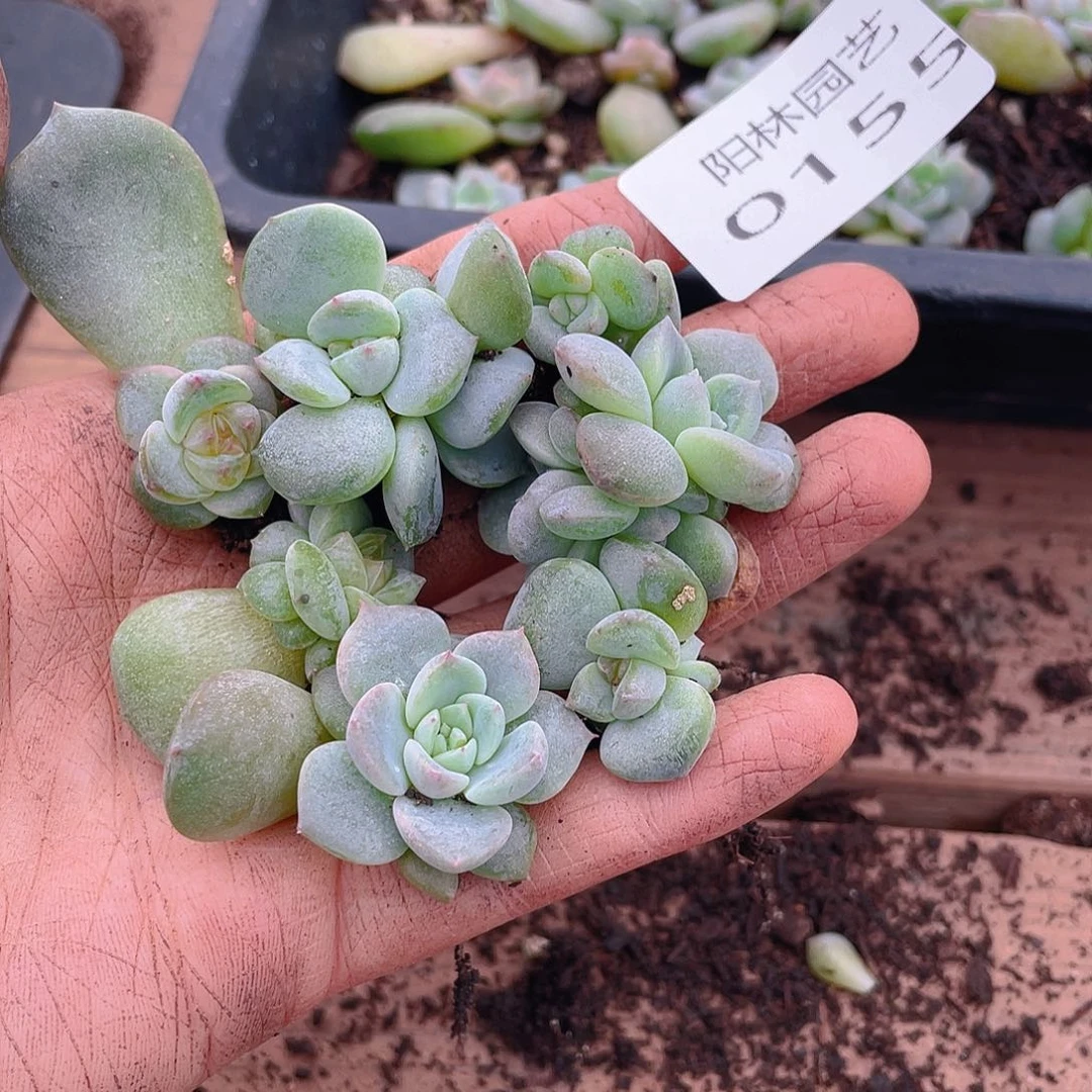 多肉植物多肉植物155