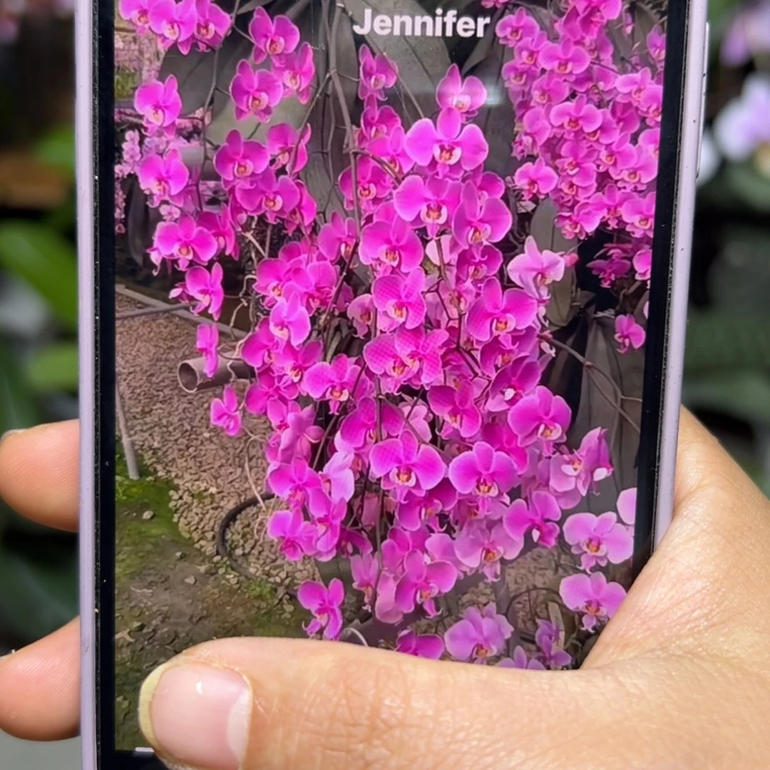 当前无花栽培后可以开花珍妮佛