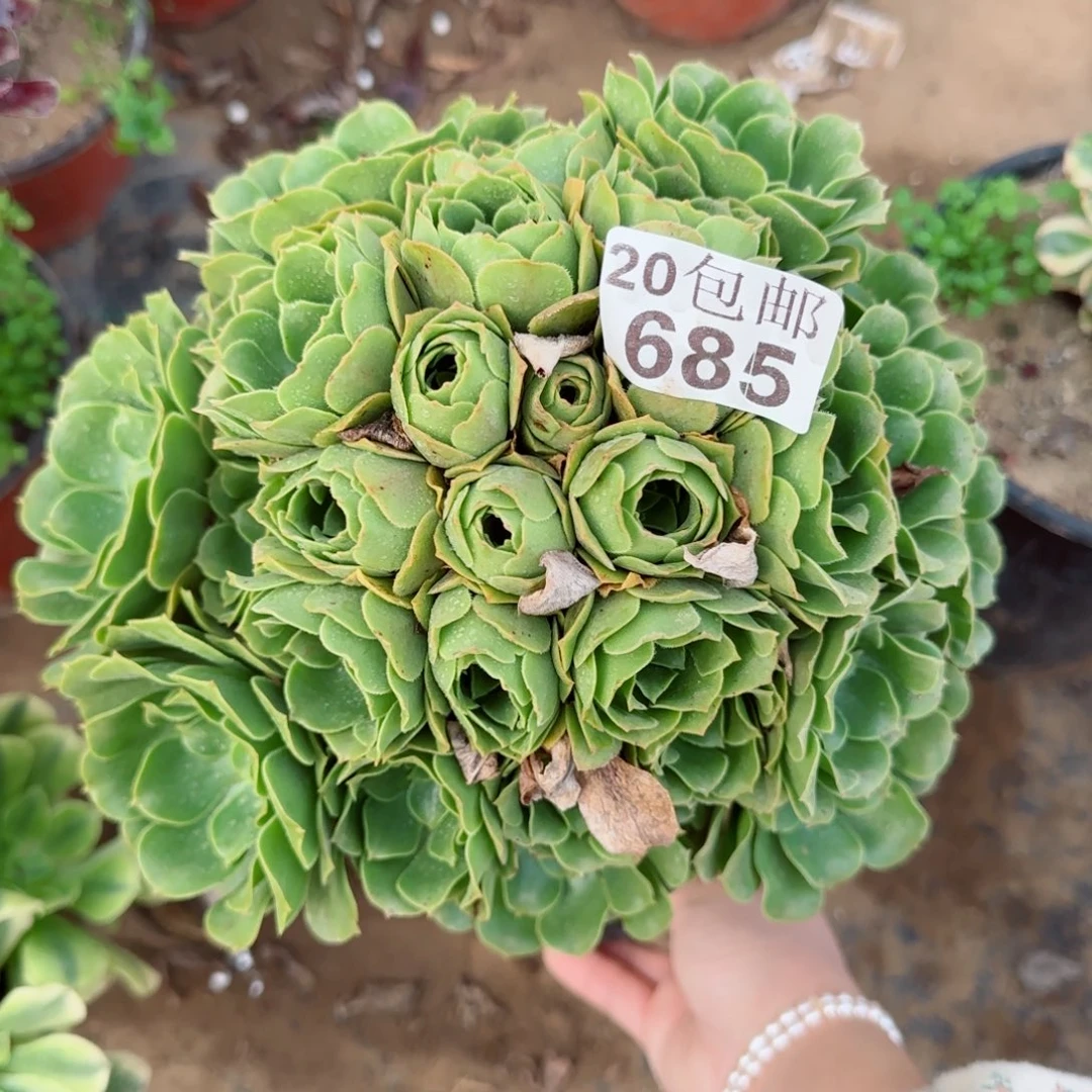 绿羊绒685满20包邮断枝不包