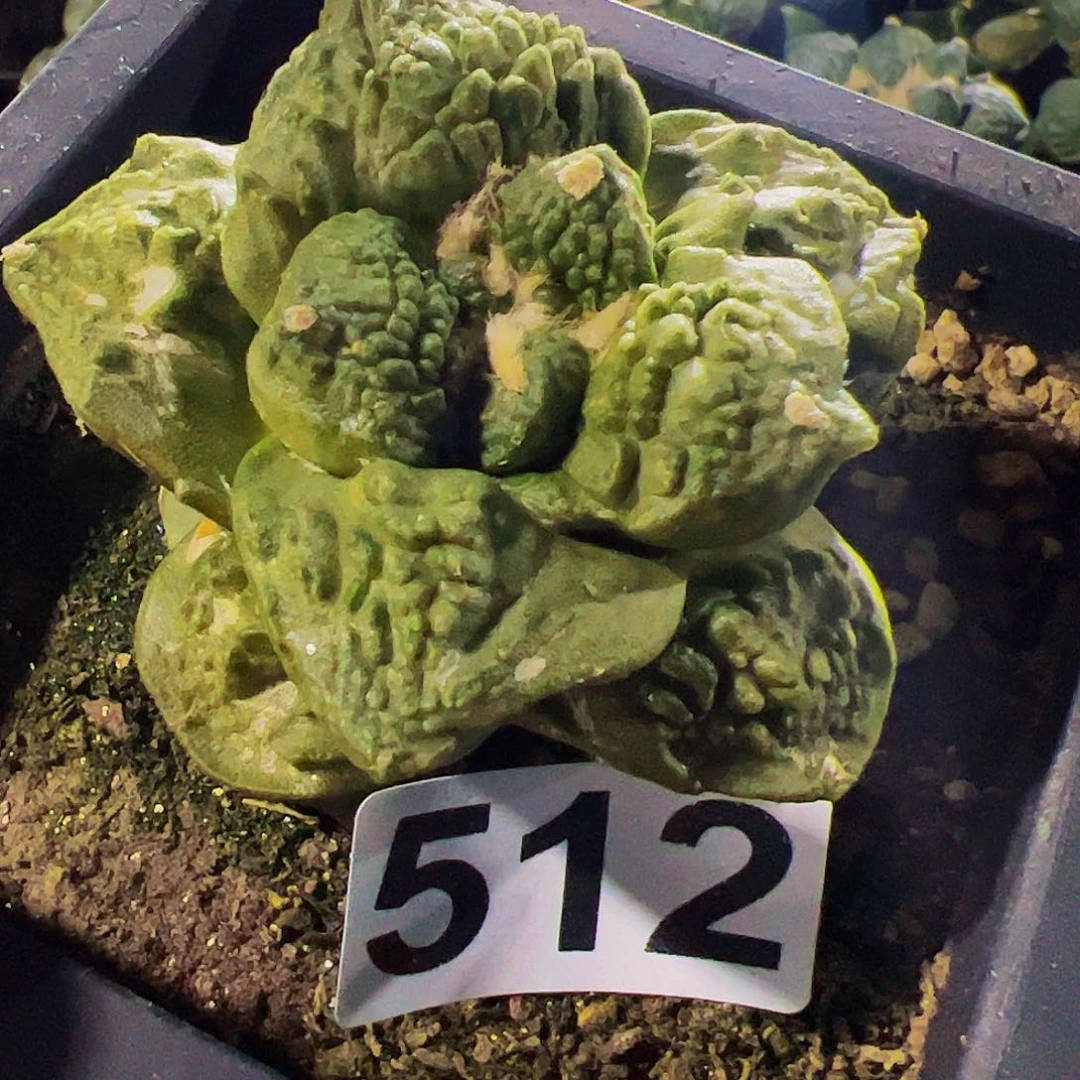 无花朵大尤龟甲怒涛512