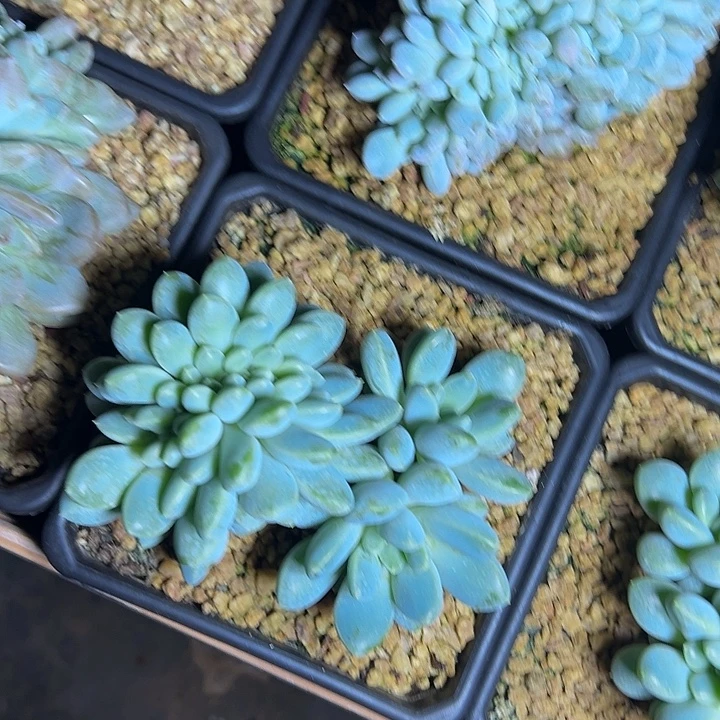 奶糖叶插群生缀化