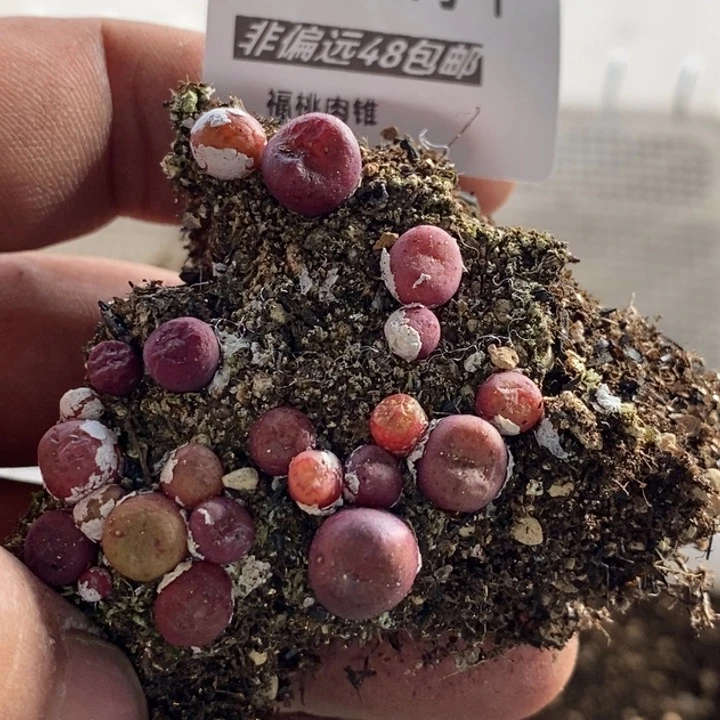 多肉一物一拍061号杂交混