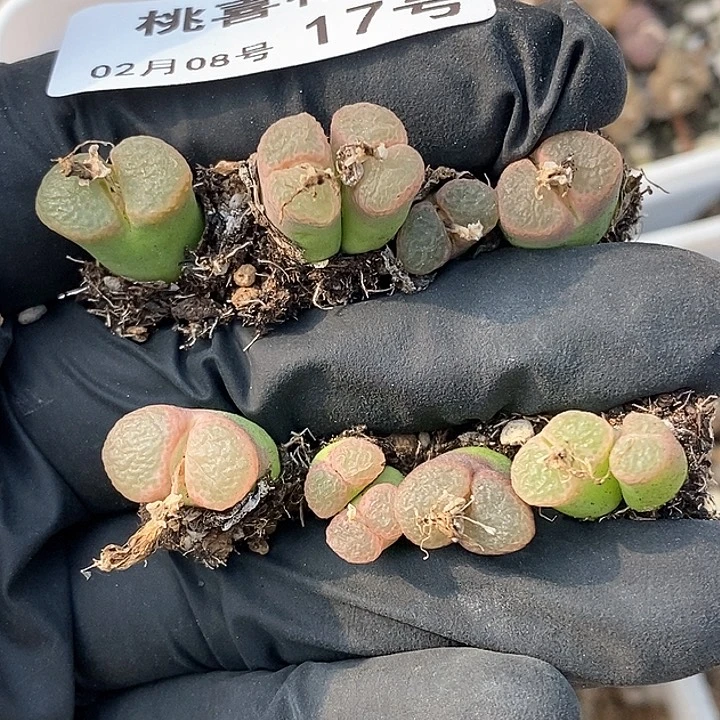 桃喜花园0208-17樱花8颗