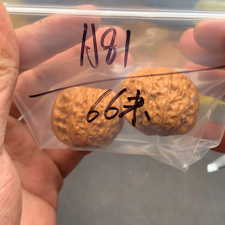 文玩核桃把件嘲*38乾隆磨