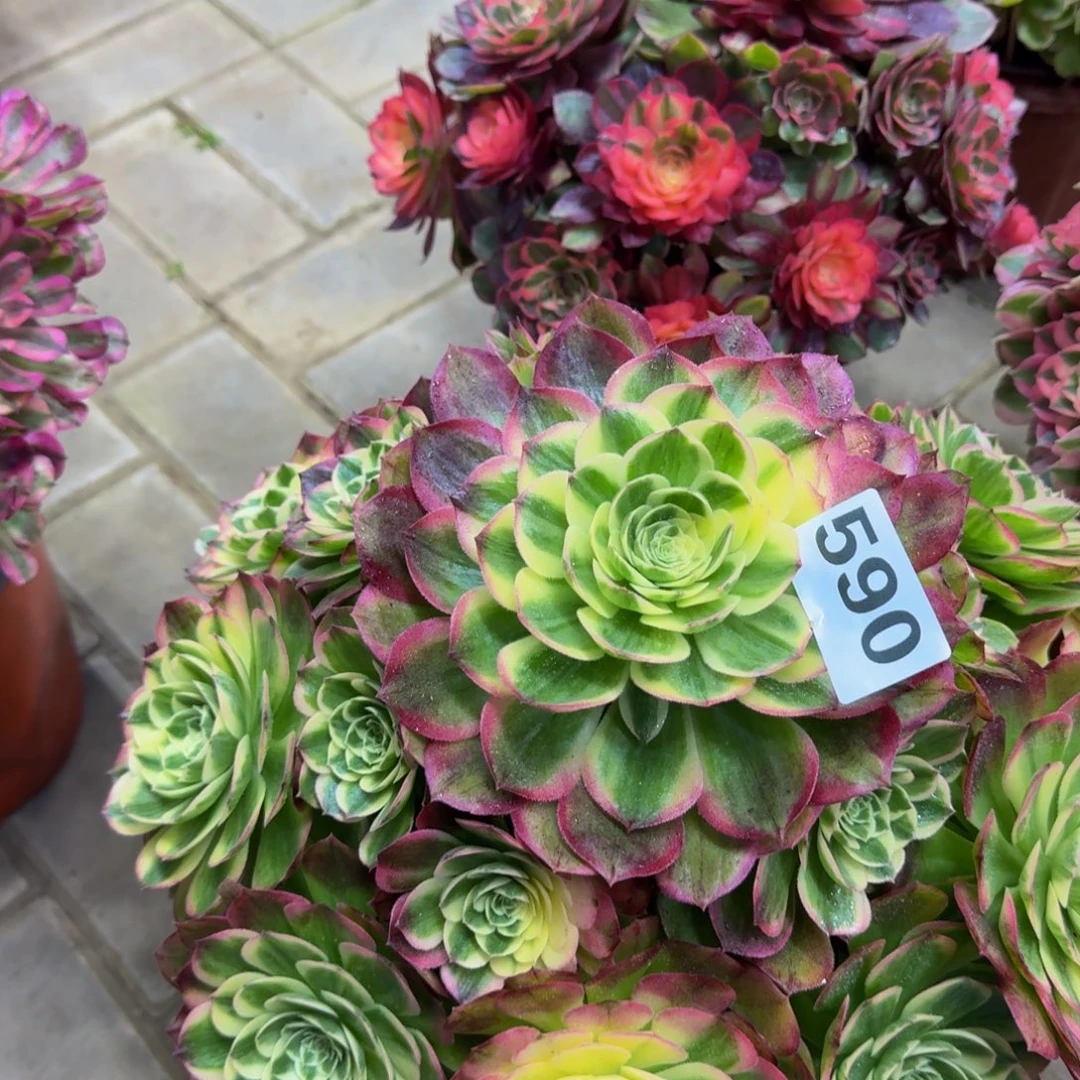 多肉植物590海鲜 法师