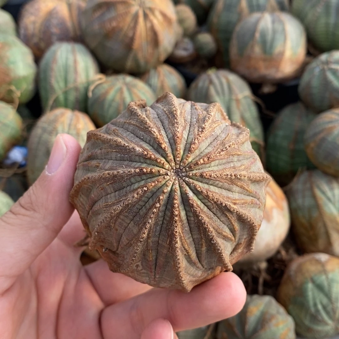 7 欧系实生布纹球多肉植物