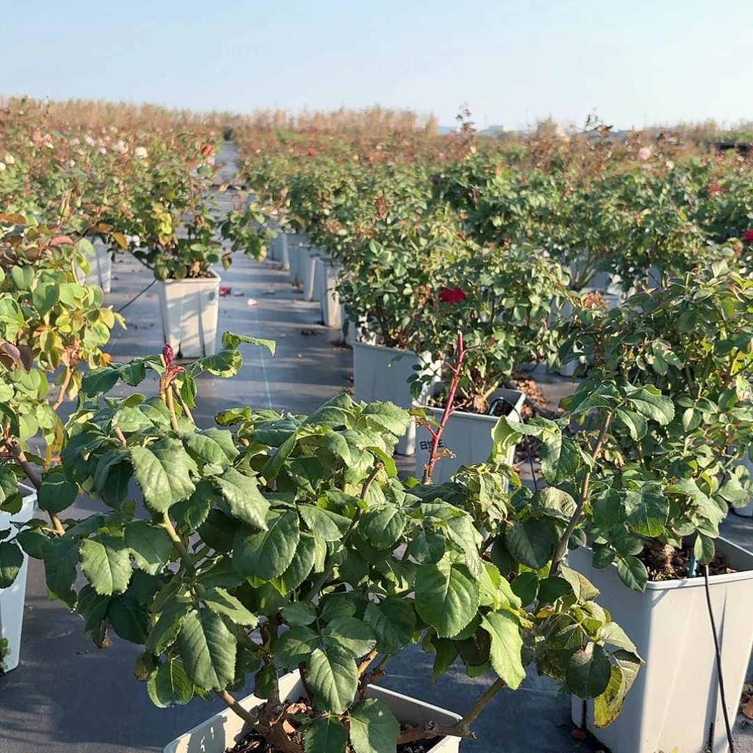 114碧翠丝月季盆栽