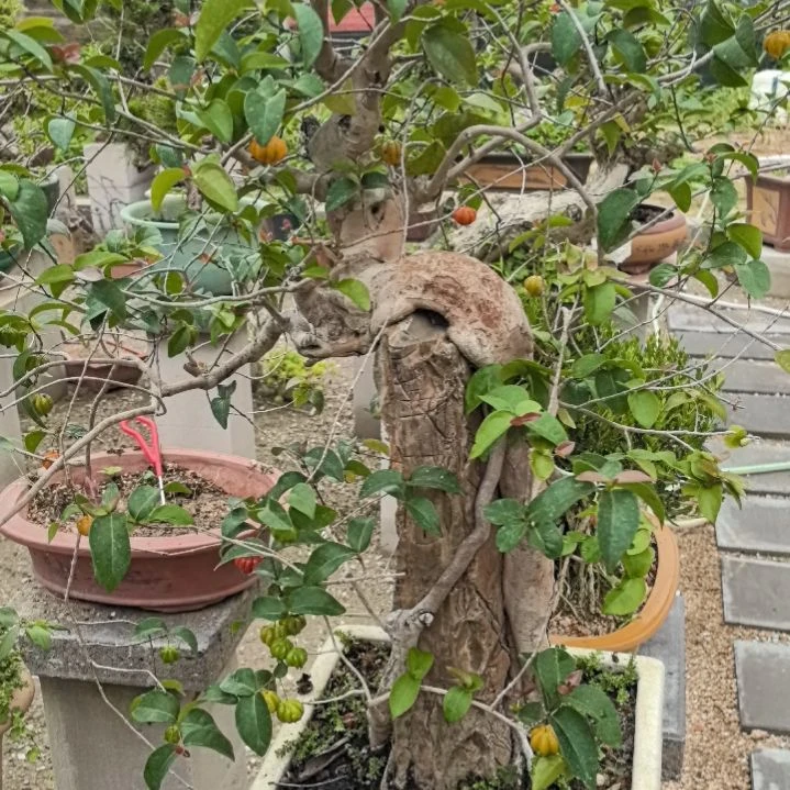 用****0巴西红果一个带盒包邮