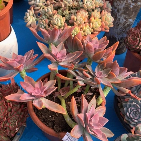 关*太5115太妃糖多肉