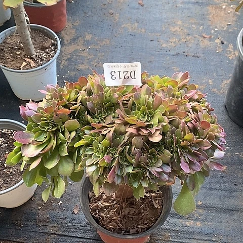 213玫瑰缀化多肉法师