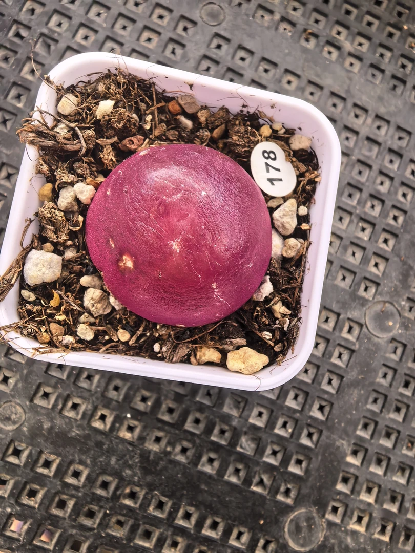 灯泡瑕疵3-3.1CM带盆多肉