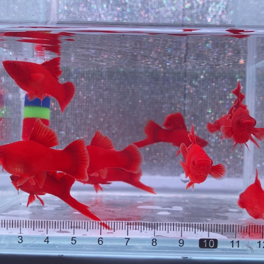 红剑鱼高鳍红剑亚成2刀2剑公6母