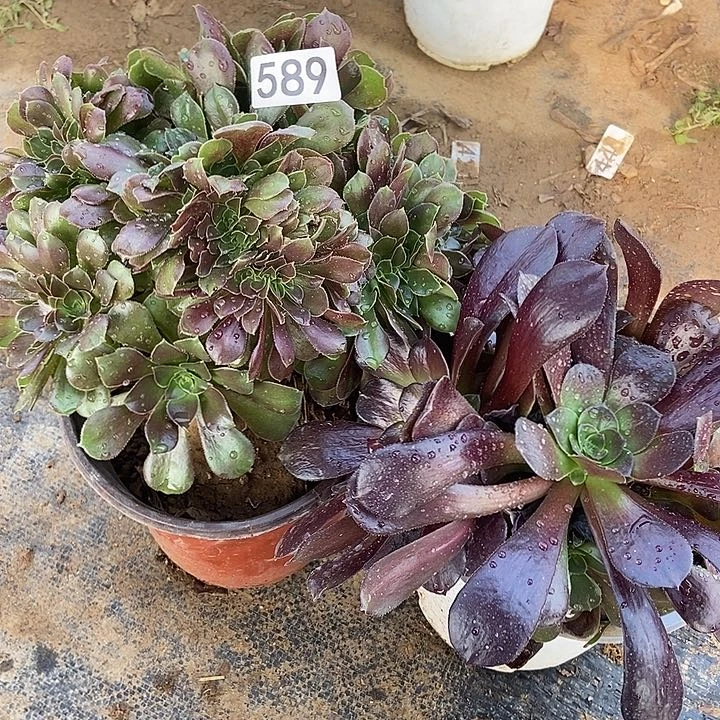 柠檬玫瑰缀梅花博迪589
