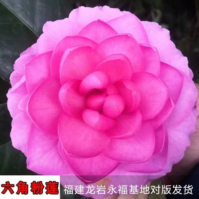 【六角粉莲】正品山茶花树苗盆栽名贵品种绿植牡丹花好养活植物