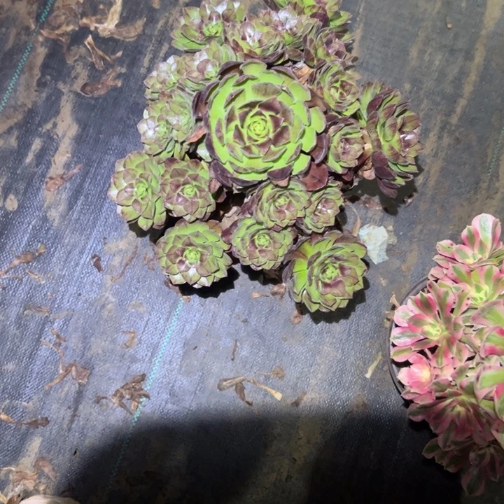 不包侧枝一物一拍80