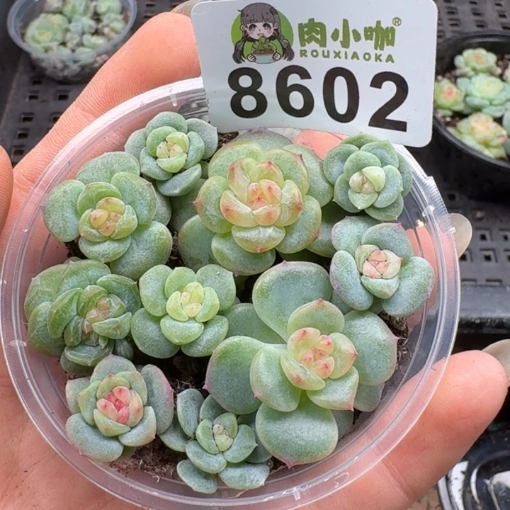 多肉植物多肉植物