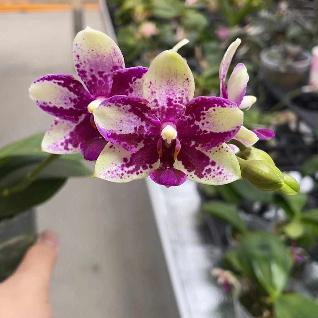 完全开放紫钻 开花株 418号