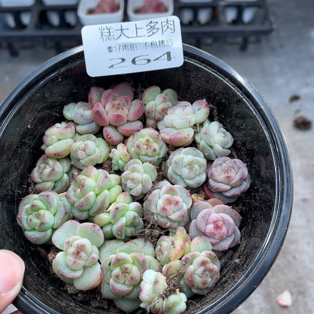 云糖心多肉植物264