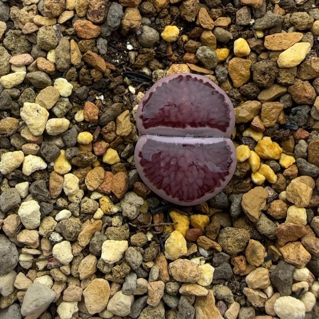 紫菊母本大棚直播30包邮