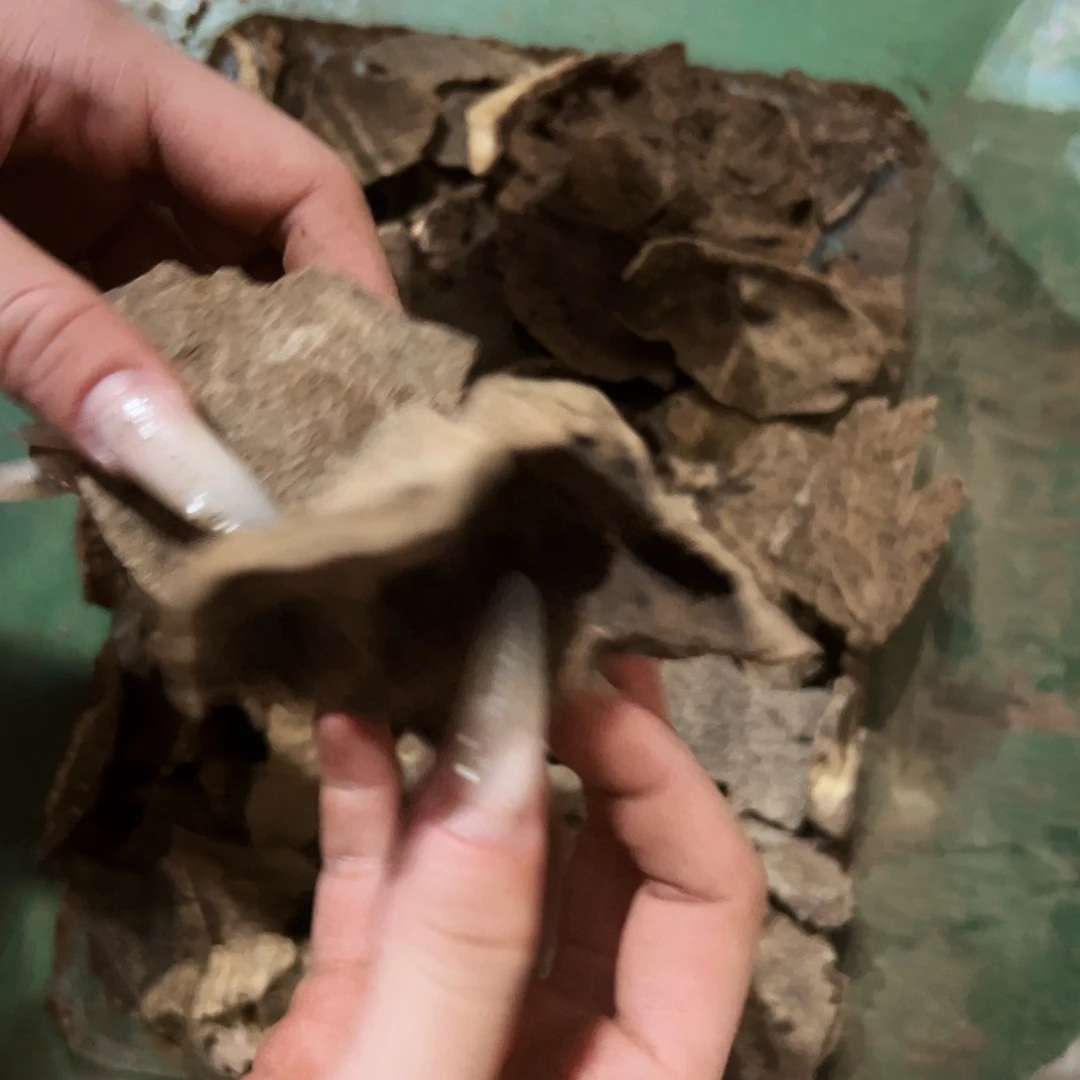 海南老顶版头10克