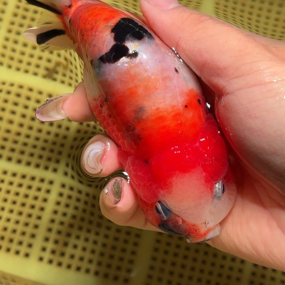 可***3金鱼拍包装箱包邮，不拍包装运费到付