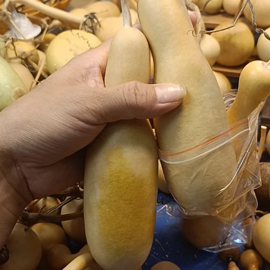 直播间专供链接葫芦