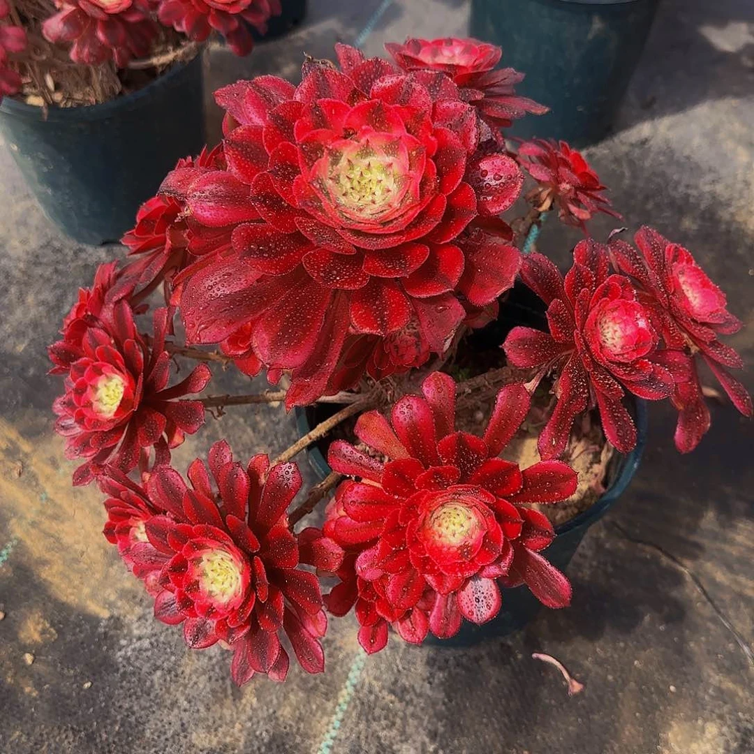 多肉植物红铜白老庄