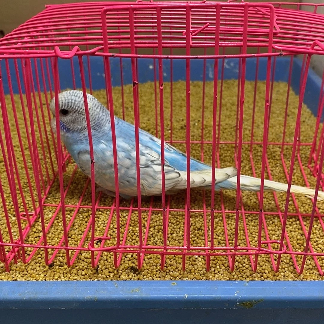 虎皮鹦鹉大头虎皮