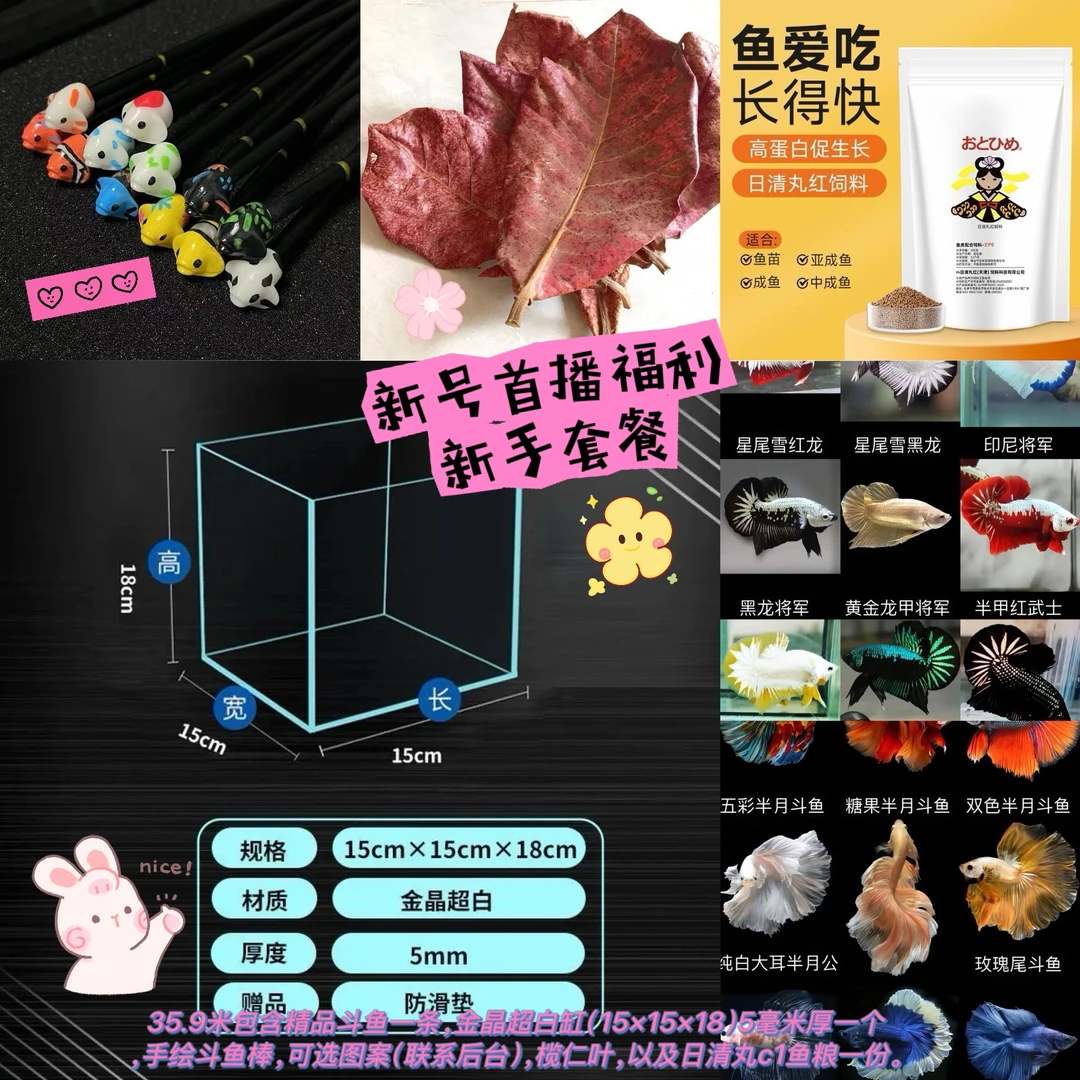 新号开播新手福利斗鱼一条金晶超白缸逗鱼棒榄仁叶日清丸鱼饲料